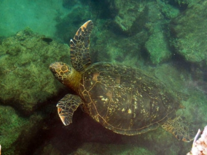 Marine-Turtle-Isabela-Island